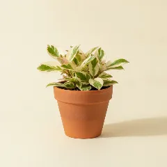 Peperomia