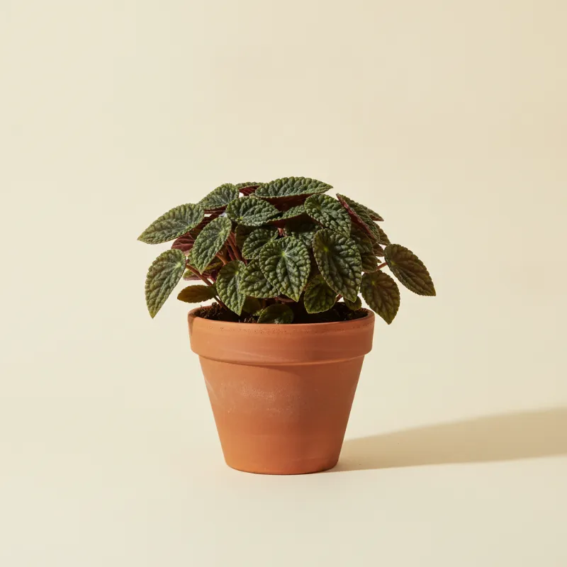 Peperomia — Peperomia caperata (illustratie)
