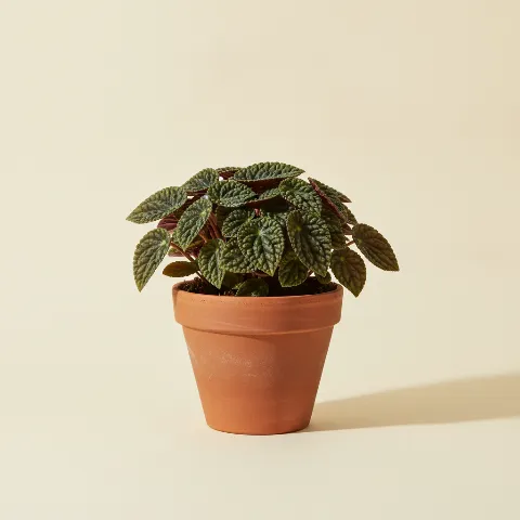 Peperomia