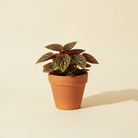 Peperomia