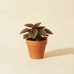 Peperomia