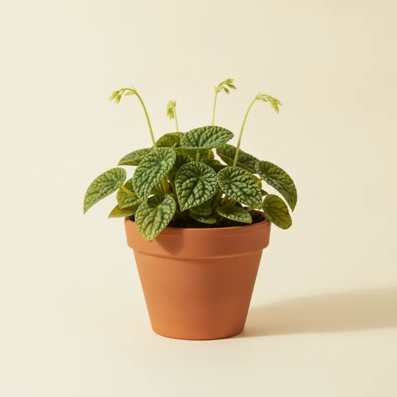 Peperomia — Peperomia caperata 'Lilian' (illustratie)