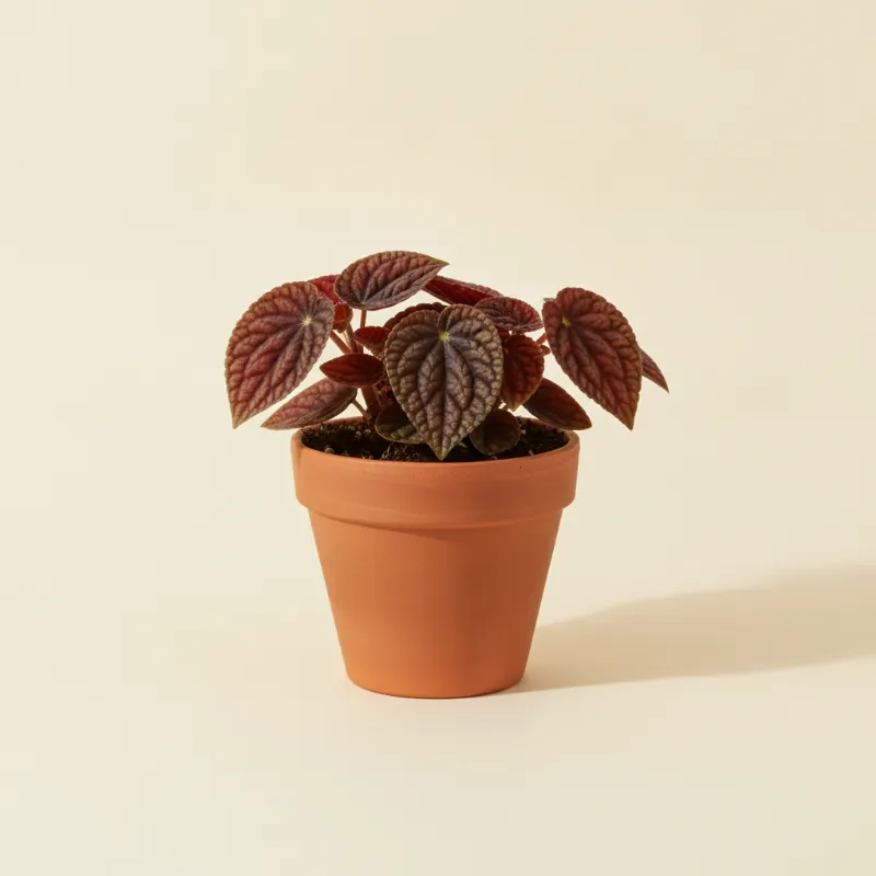 Peperomia — Peperomia caperata 'Schumi Red' (illustratie)
