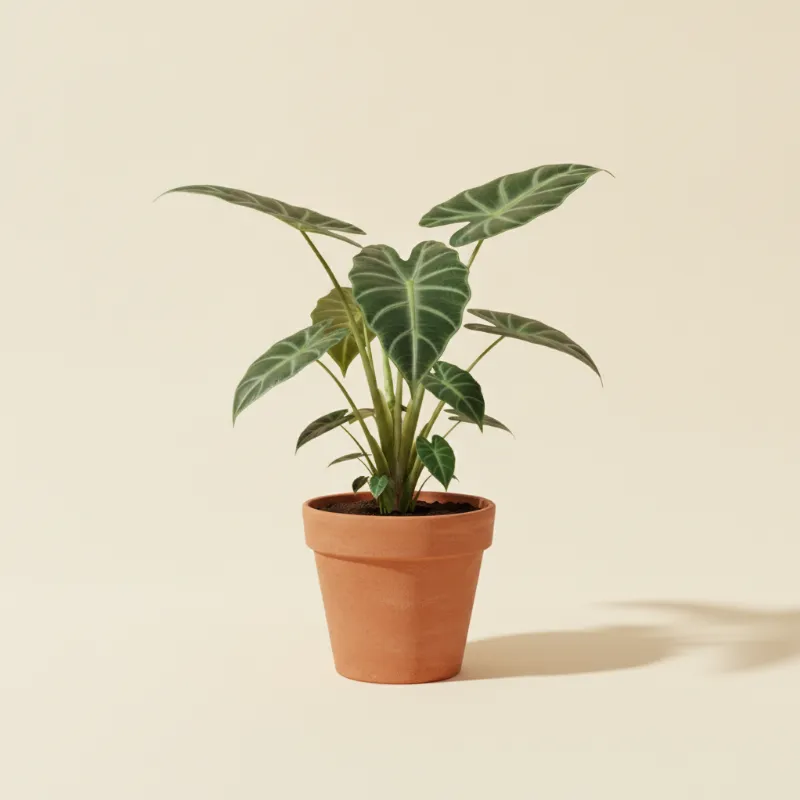 Olifantsoor — Alocasia gageana 'California' (illustratie)