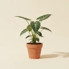 Olifantsoor