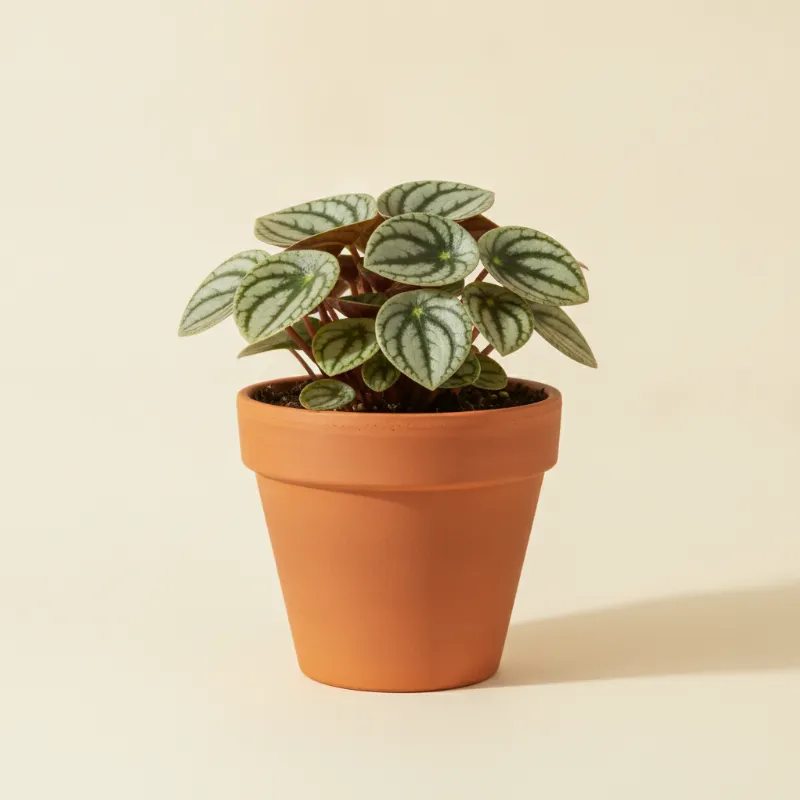 Peperomia — Peperomia argyreia (illustratie)