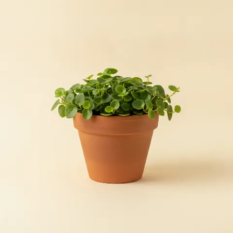 Peperomia