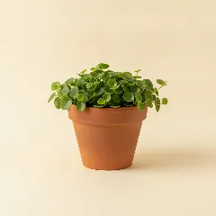 Peperomia