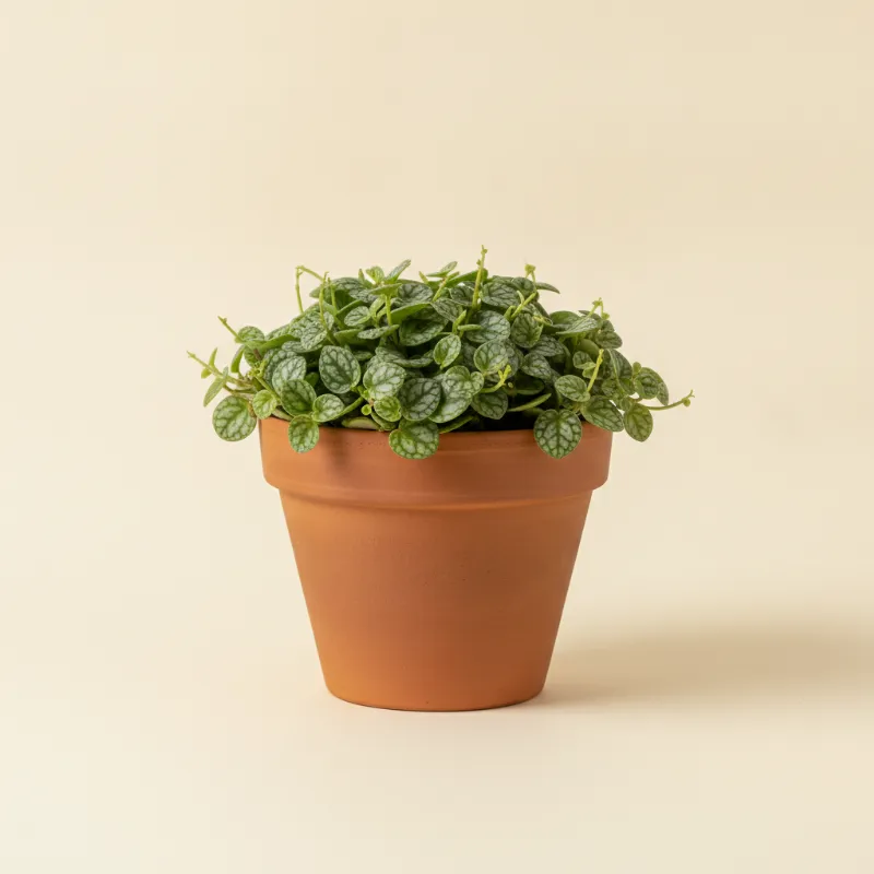 Peperomia — Peperomia prostrata (illustratie)