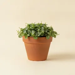 Peperomia