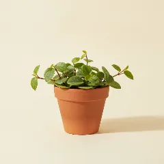 Peperomia