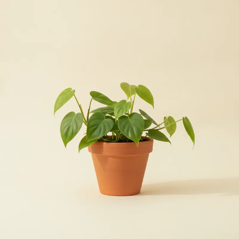 Philodendron — Philodendron scandens (illustratie)