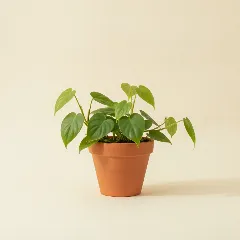 Philodendron