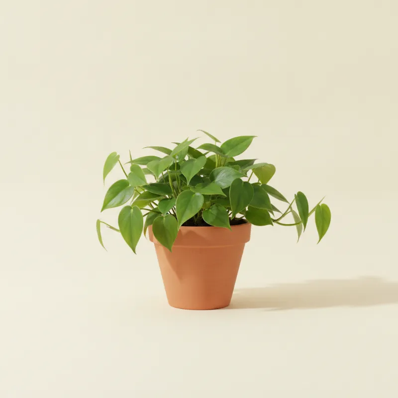 Philodendron — Philodendron hederaceum (illustratie)