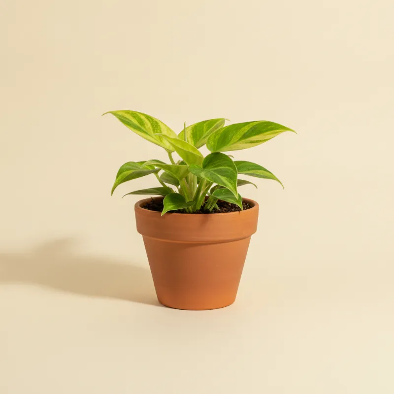 Philodendron — Philodendron hederaceum 'Brasil' (illustratie)