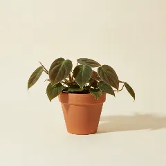 Philodendron