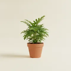 Philodendron
