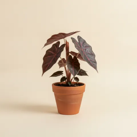 Olifantsoor β Alocasia 'Imperial Red' (illustratie)