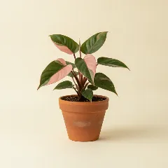 Philodendron