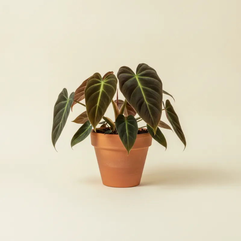 Philodendron — Philodendron melanochrysum (illustratie)
