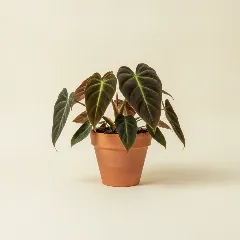 Philodendron