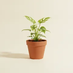Philodendron