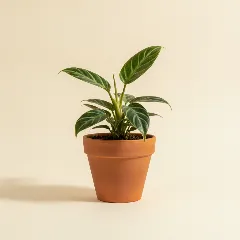 Philodendron