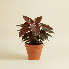 Philodendron
