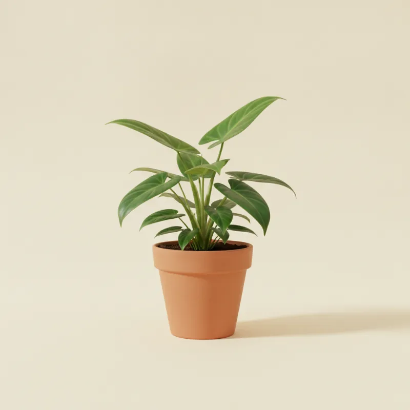 Philodendron — Philodendron 'Imperial Green' (illustratie)