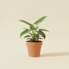 Philodendron