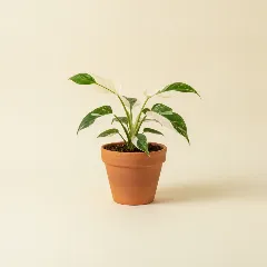 Philodendron