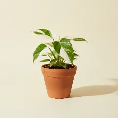 Philodendron