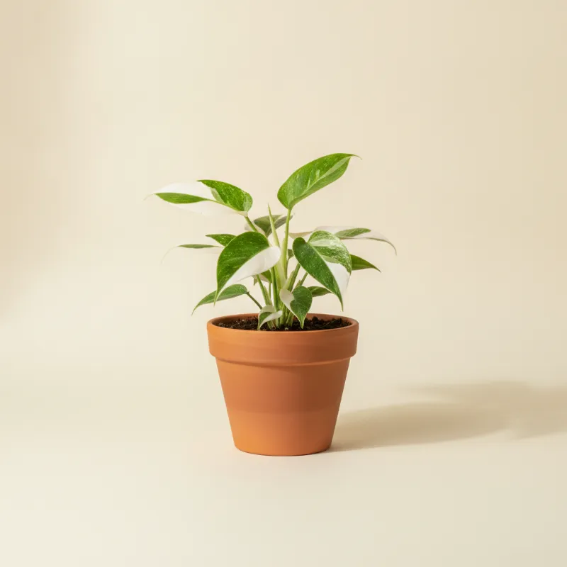 Philodendron — Philodendron 'White Wizard' (illustratie)