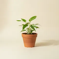 Philodendron