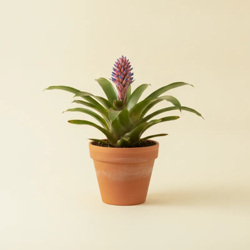 Kokerbromelia — Aechmea 'Blue Rain' (illustratie)