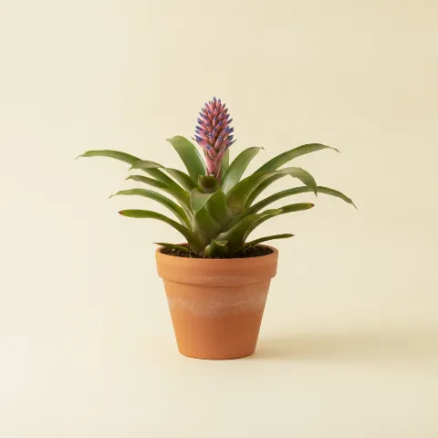 Kokerbromelia — Aechmea 'Blue Rain' (illustratie)