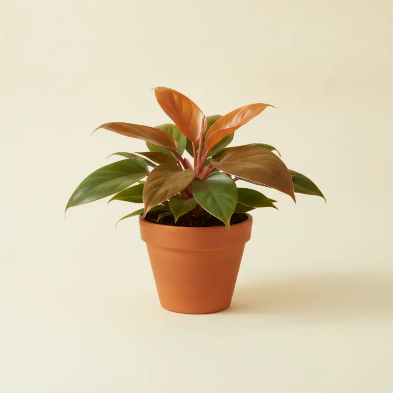 Philodendron — Philodendron 'Prince of Orange' (illustratie)