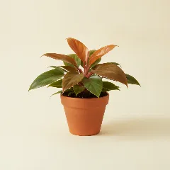 Philodendron