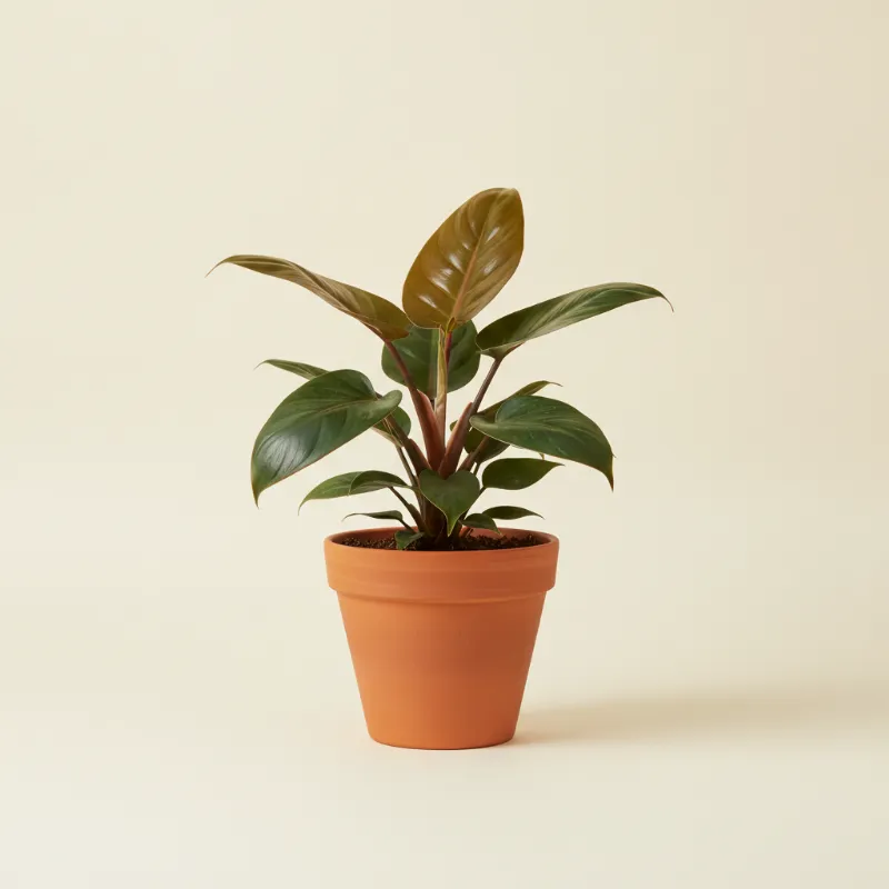 Philodendron — Philodendron 'Congo Rojo' (illustratie)