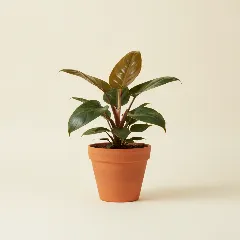 Philodendron