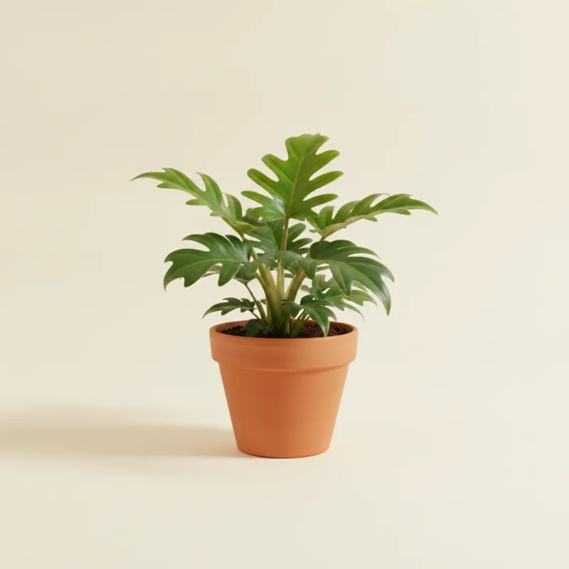 Philodendron — Philodendron 'Atom' (illustratie)