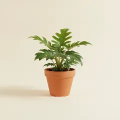 Philodendron