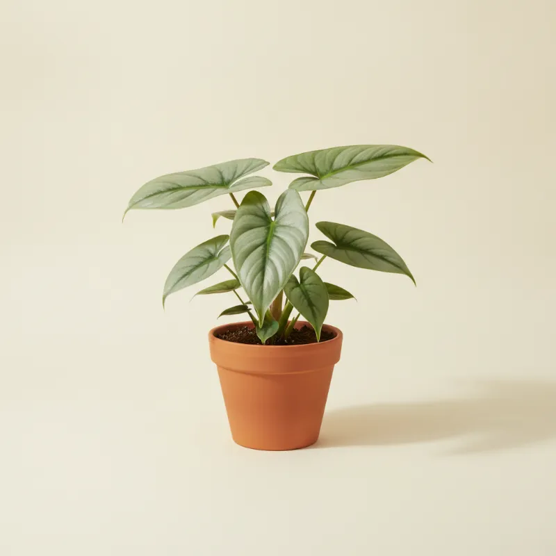 Philodendron — Philodendron 'Silver Queen' (illustratie)