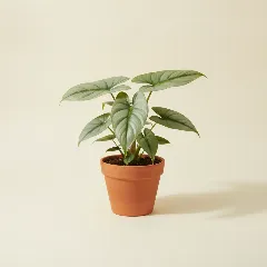 Philodendron