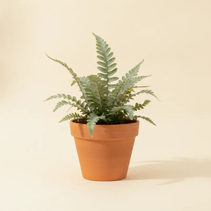 Blauwvaren — Phlebodium aureum (illustratie)