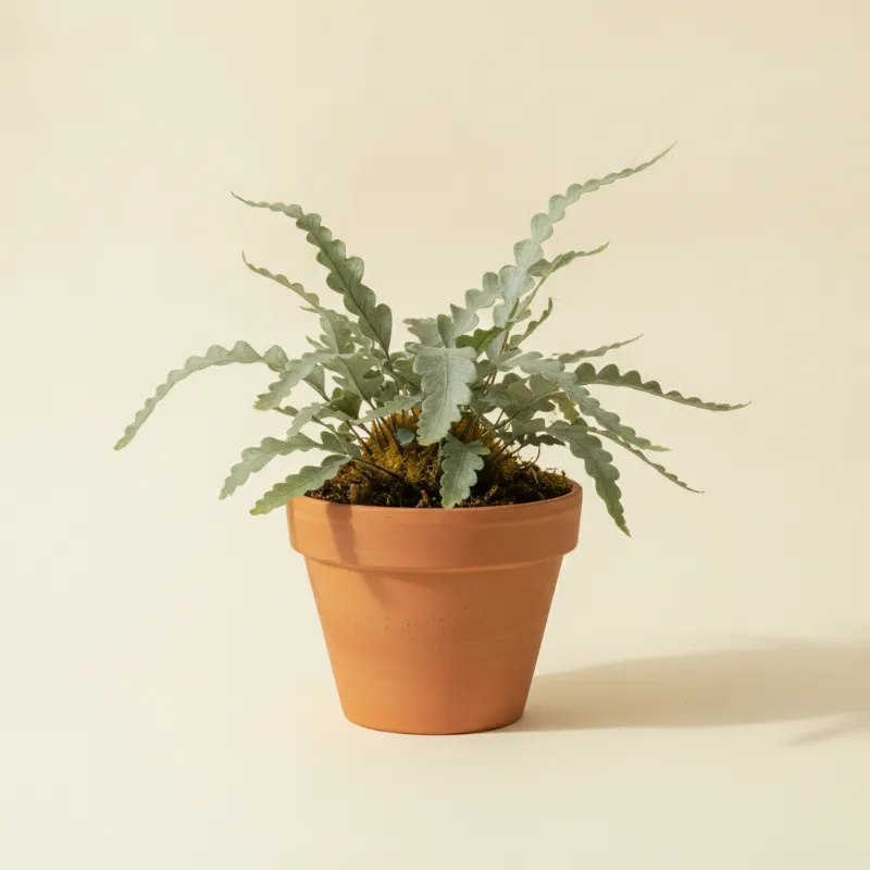 Blauwvaren — Phlebodium aureum 'Blue Star' (illustratie)