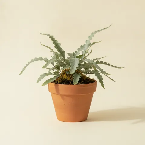 Blauwvaren — Phlebodium aureum 'Blue Star' (illustratie)