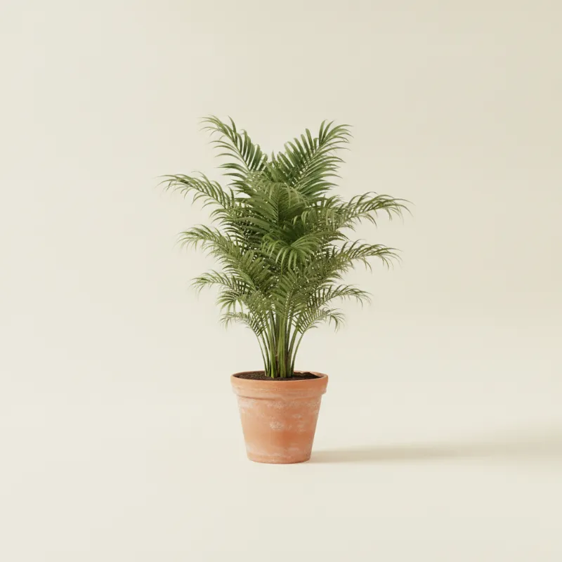 Dadelpalm — Phoenix canariensis (illustratie)