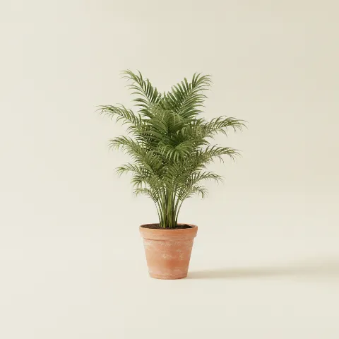 Dadelpalm β Phoenix canariensis (illustratie)