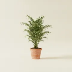 Dadelpalm